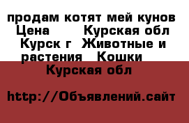 продам котят мей-кунов › Цена ­ 1 - Курская обл., Курск г. Животные и растения » Кошки   . Курская обл.